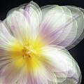 Translucent Tulip Petals